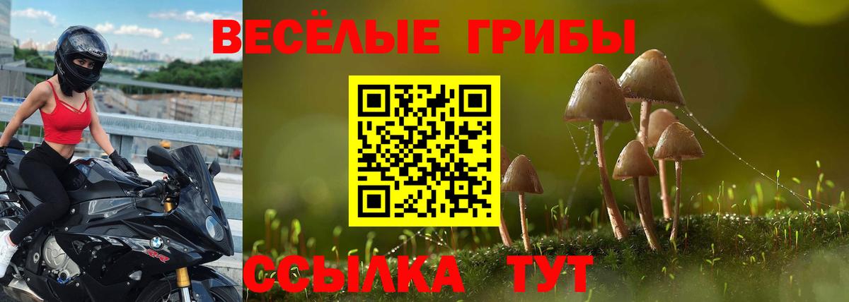 Псилоцибиновые грибы Cubensis Нальчик